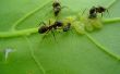 How to Get Rid van mieren zonder gebruik te maken van een Pesticide
