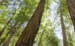 Zijn Redwood bomen natuurlijk Bug afweermiddel?