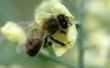 Een huis remedie voor Bee afstotend