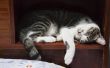 Zieke kat tekenen & symptomen