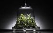 Wat planten gaan onder een glas Cloche?
