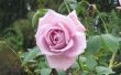 De betekenis van lila rozen