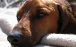 Tekenen & symptomen van hond klauwzeer