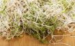 Hoe schoon Alfalfa spruiten