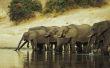 De gewoonten van de migratie van Afrikaanse olifanten