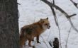 Hoe te identificeren van dierlijke sporen van een vos