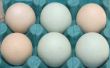 Wat rassen van kippen blauwe eieren leggen?
