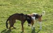 Kunnen honden vangen gist & bacteriële infecties van een andere hond?