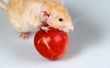 Hoe de behandeling van urineweginfecties bij ratten