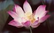 Hoe kan een lotusbloem bestoven krijgen?