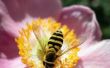 Zelfgemaakte Bee afstotend