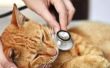 Mogelijke oorzaken van piepende ademhaling bij katten