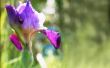 Hoe de zorg voor Iris planten na de bloei