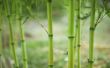 Hoe snel groeit bamboe?