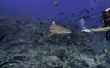 Wat haaien leven uit de kust van Galveston, Texas?