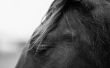 How to Monitor een paarden foetale hartslag met een stethoscoop