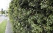 How to Grow een Cotoneaster Hedge