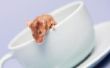 How to Get Rid van Muizen zonder vallen