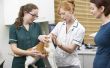 Behandeling voor Kidney Disease in Cats
