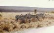 Lijst van savanne dieren