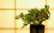 Hoe om te groeien van een Bonsai uit een zaad
