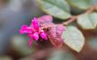 How to Care for Loropetalum planten