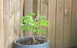 How to Grow blauweregen in een Pot