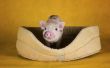 Hoe de zorg voor Pot-Bellied varkens