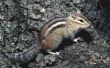 Manieren om af te schrikken van Chipmunks in de tuin