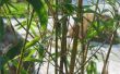Hoe te stoppen met het verspreiden van bamboe