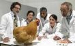 How to Cure een ei gebonden kip