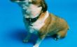 Hoogfrequente ultrasone geluid gebruikt voor een huisdier Trainer