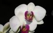 Hoe Dye orchidee bloemen