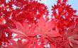 Hoe Trim & vorm een rode esdoorn-boom