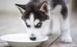 Het maken van uw eigen elektrolyt Water voor honden