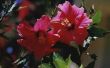 How to Take Care van roze Hibiscus
