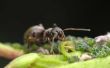 How to Get Rid van mieren in de tuin zonder bestrijdingsmiddelen