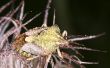 How to Kill cinchkabel Bugs natuurlijk