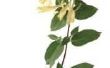 Is de jasmijn Plant in verband met kamperfoelie?