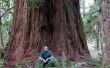 How to Plant and Grow een zaailing Redwood