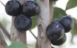 How to Make Wine From Jaboticaba