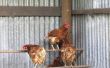 How to Build een kip Roost- of rustplaats Rod
