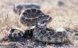 How to Keep giftige slangen uit de buurt van uw huis