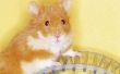 Hoe maak je een gratis Hamster informatie Website