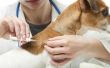 Symptomen van Canine Vestibulair syndroom