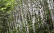 Paper Birch bomen in de Pacific Northwest landschapsarchitectuur