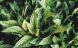 Hoe te verwijderen van bladluizen op Mint