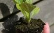 Hoe groenten groeien in een potgrond bodem zak