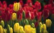 Hoeveel verschillende kleuren komen tulpen?