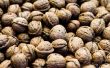 How to Grow & oogst walnoten